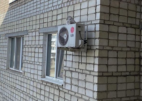 На кондиционере, прикрепленном к стене дома в центре Серова, сидит сова