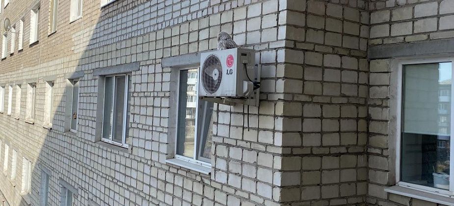На кондиционере, прикрепленном к стене дома в центре Серова, сидит сова