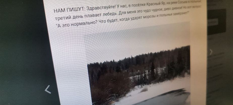 «Птица близко не подпускает». Одинокий лебедь не покидает окрестности Красного Яра