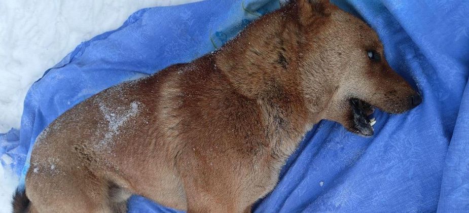 “За эти два месяца собак 10 потравили”. На улицах Серова гибнут бродячие животные