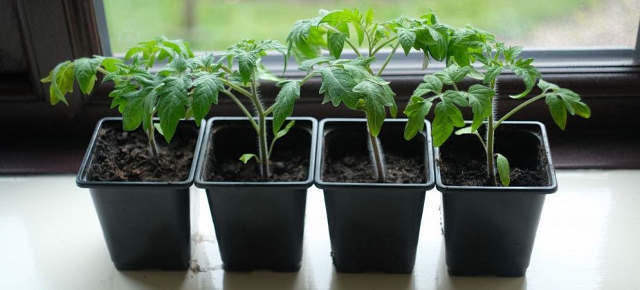 Сад на подоконнике: что проще всего вырастить в квартире
