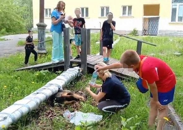 “Дети стоят, плачут: “Помогите”. На Сортировке на глазах у ребят погибала собака. Отравили?