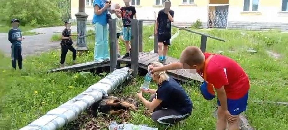 “Дети стоят, плачут: “Помогите”. На Сортировке на глазах у ребят погибала собака. Отравили?