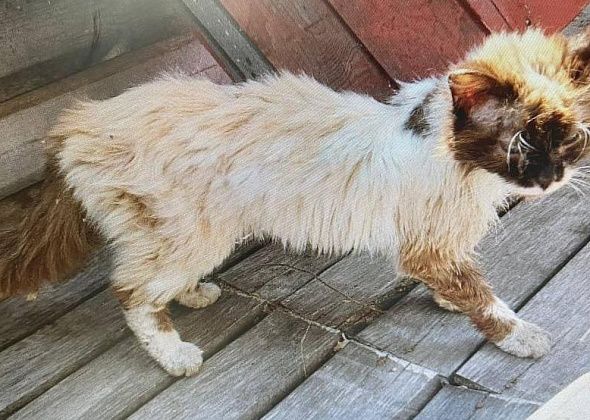 После закрытия гаринской колонии волонтер пристраивает кошек, живших в исправительном учреждении