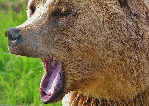 В окрестностях Серова обнаружены следы медведя