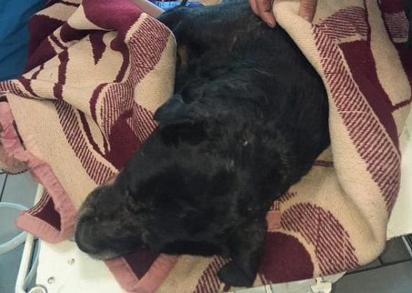 Серовские ветеринары и волонтеры выхаживают ротвейлера, которого нашли заживо захороненным