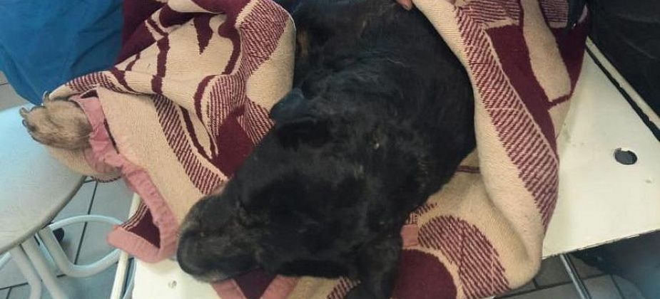 Серовские ветеринары и волонтеры выхаживают ротвейлера, которого нашли заживо захороненным