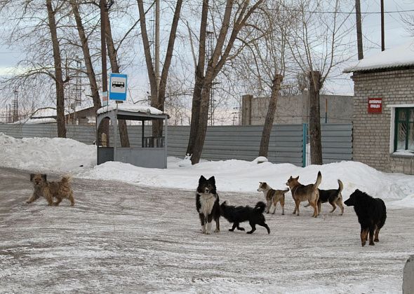 Читатели сообщили, что в серовском микрорайоне Вятчино найден женский труп, объеденный животными
