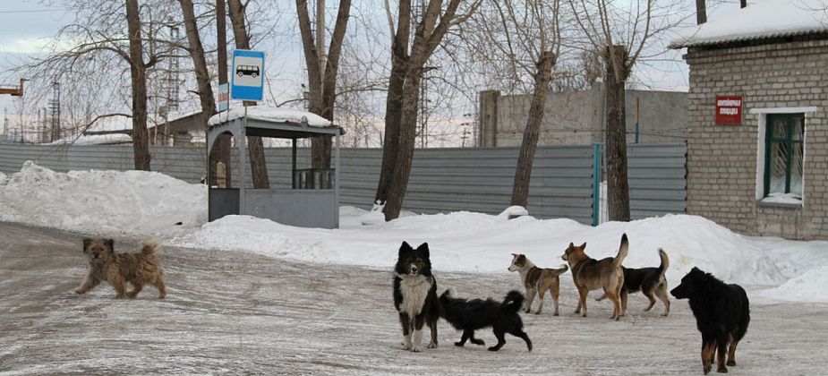 Читатели сообщили, что в серовском микрорайоне Вятчино найден женский труп, объеденный животными