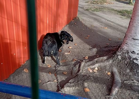 Серовчане ищут собаку, которую неизвестные забрали с территории детского сада "Дельфинчик"