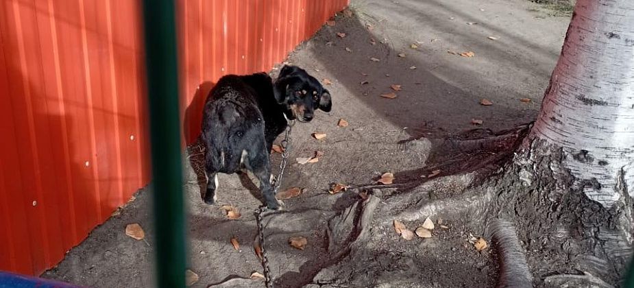 Серовчане ищут собаку, которую неизвестные забрали с территории детского сада "Дельфинчик"