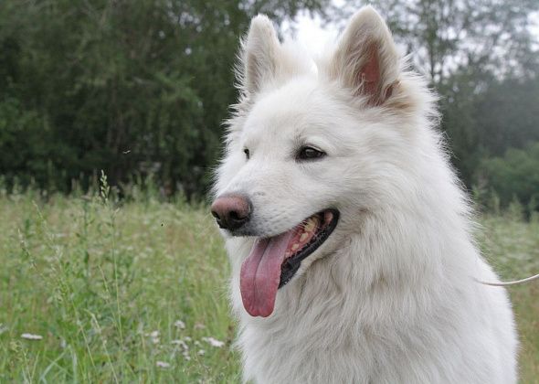 В Серове пройдут национальная выставка собак всех пород и монопородная выставка среднеазиатских овчарок