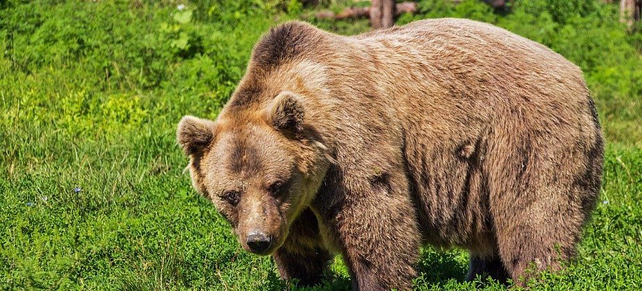 К "Пляжу" в Серове вышел медведь