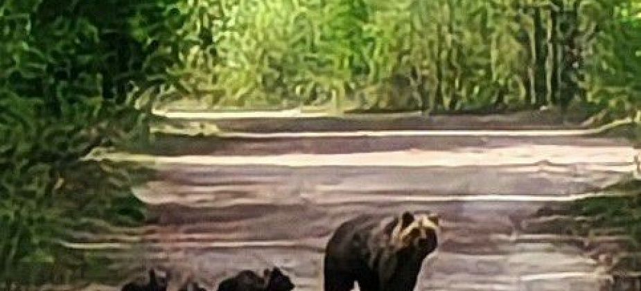Черемуховец — про медведицу: «Заочно мы знакомы лет 10, медвежат показала впервые»