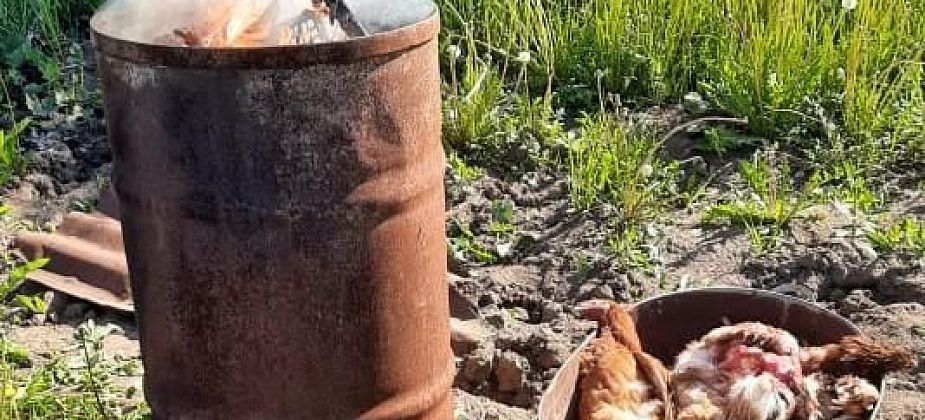 Как с цепи сорвались… Собаки “задавили” больше сотни кур, гусей и перепелок в Филькино и Медянкино