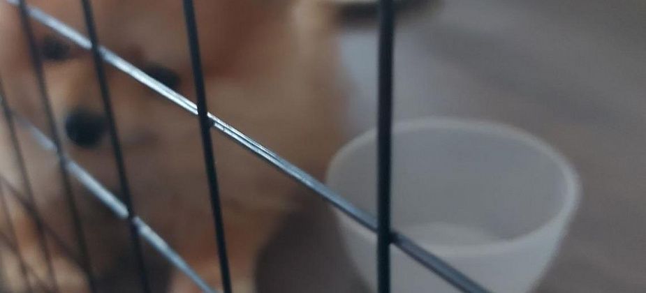 В России переутвердили перечень животных, которых запрещено содержать в качестве питомцев