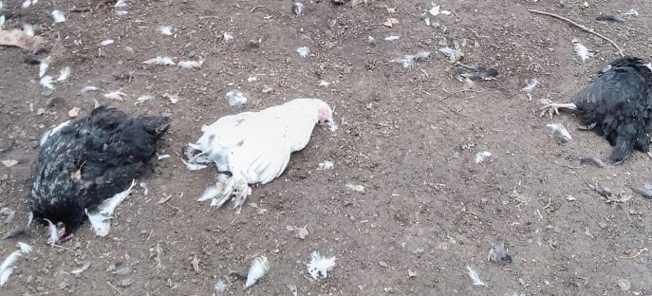 Чупакабра или охотничьи собаки? Серовчане активно обсуждают нападения на домашних птиц