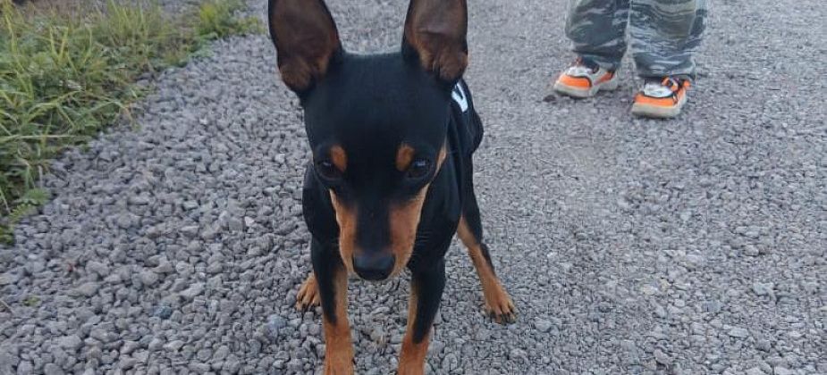 Благодаря помощи добрых серовчан, тойтерьер Джимми вернулся домой