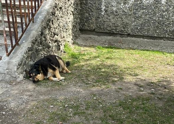 Жорина будка. Конура для бездомного пса поссорила жителей многоквартирного дома в Серове