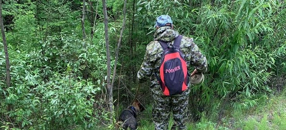 "Криминала не обнаружено". Следственный комитет завершил проверку по факту обнаружения тела серовчанки, которая потерялась в лесу