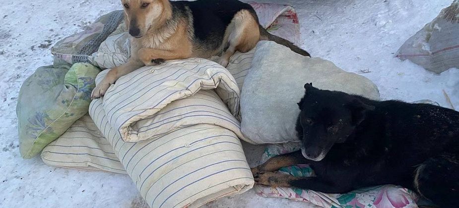 У собак из пункта кратковременного содержания Серова появились теплые подстилки. Волонтеры привезли им матрасы