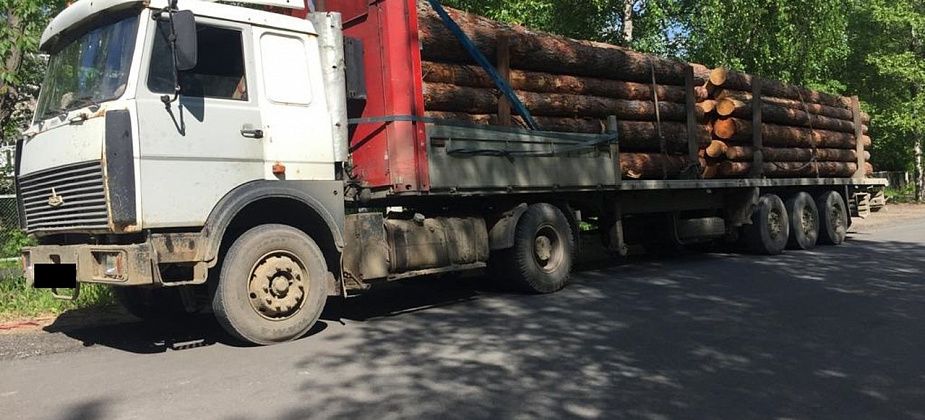 Изъяты ружья и лес.  Полиция Серова подвела итоги «Экологии»