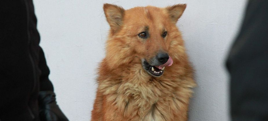 Центральная библиотека Серова запустила благотворительную акцию в поддержку приютов для собак и кошек