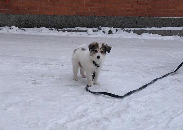 "Рифей" рассказал о судьбе щенка, которого выкинули на мусорку в коробке в Серове