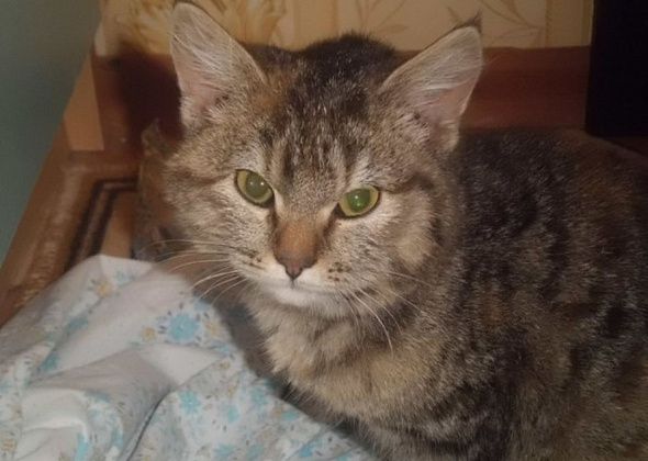 Котят по осени стреляют... В Екатеринбурге умер котенок, которого в Серове подстрелил неизвестный изверг
