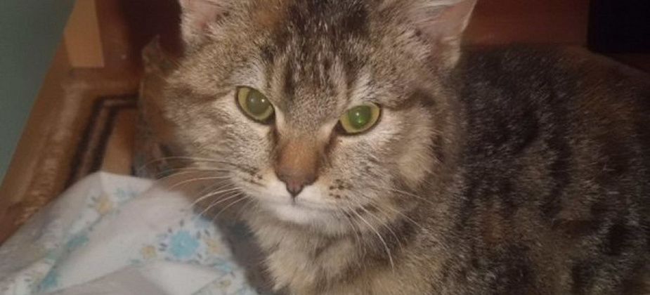 Котят по осени стреляют... В Екатеринбурге умер котенок, которого в Серове подстрелил неизвестный изверг