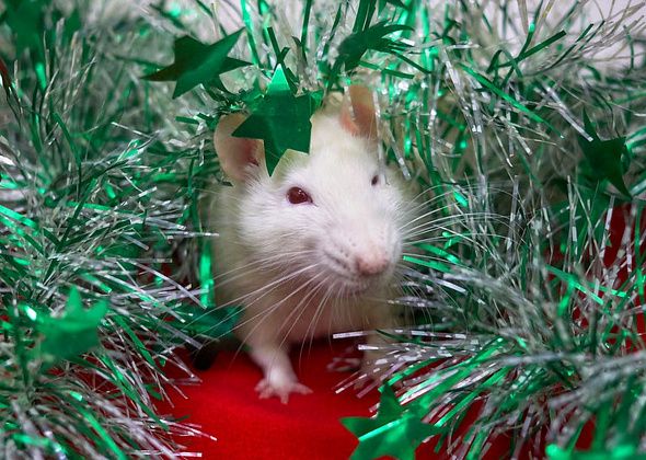 Легкость, перемены и ценности: “крысиные” предсказания на 2020 