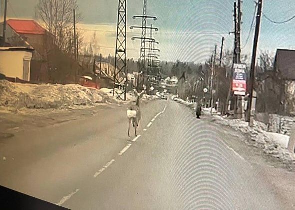 Горожан просят помочь найти косулю, которая два дня бегает по Серову