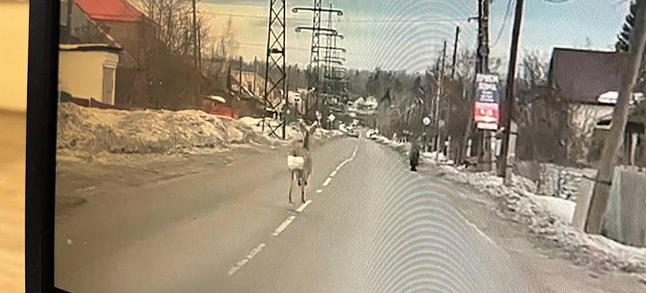 Горожан просят помочь найти косулю, которая два дня бегает по Серову