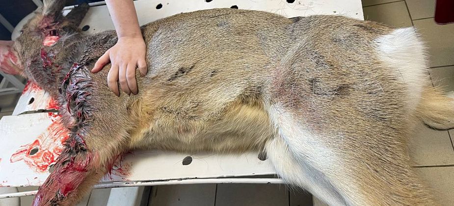 Косуля, которую серовчане отбили у собаки, умерла от ран