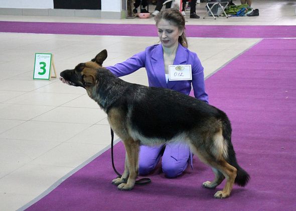 В Серове пройдут выставки собак «Элита Северного Урала». Заявился 101 участник