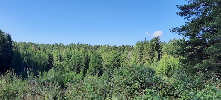 Пожилой житель поселка под Серовом потерялся в лесу и выжил