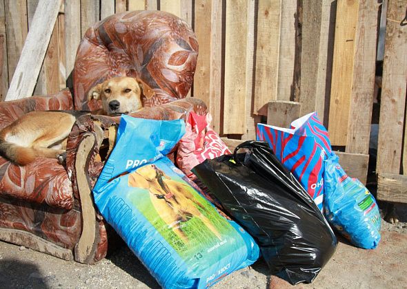 В Серове стартовала благотворительная акция помощи бездомным животным "Дай лапу, друг!"
