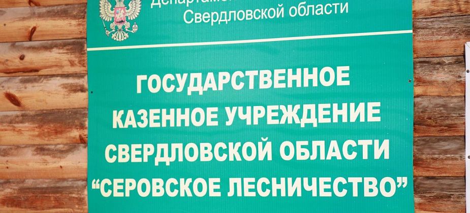 "Такого не было никогда". В этом году в Серовском лесничестве не было пожаров по вине человека