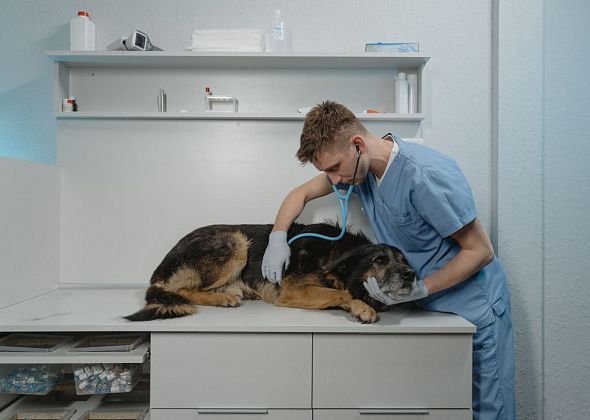 Как часто домашних животных нужно водить к ветеринару? 