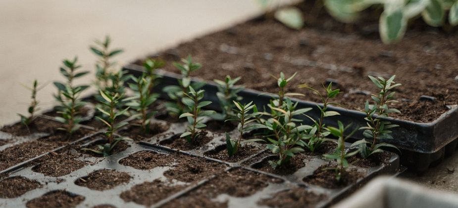 Что и когда садить: лунный календарь на 2023 год для садоводов 