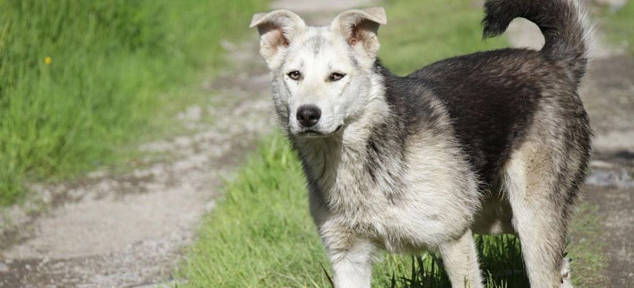 Никто не захотел ловить бродячих собак в Серове за миллион рублей