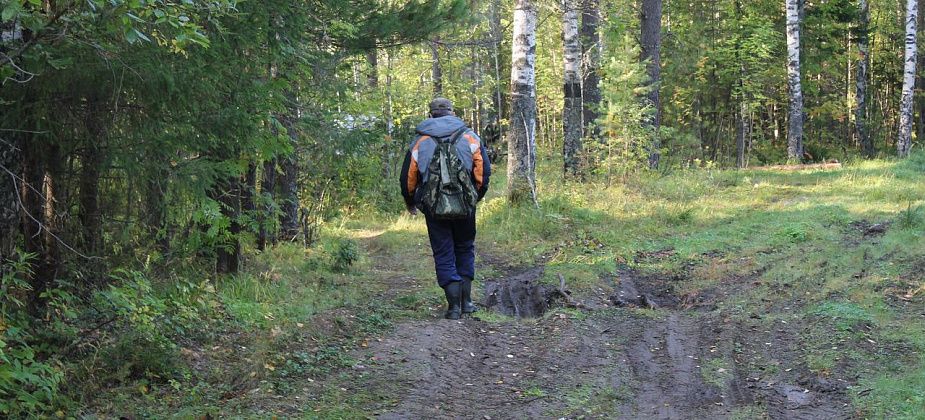 "Собаки два раза взяли след, но он... прервался". В Серове продолжаются поиски пропавшего грибника