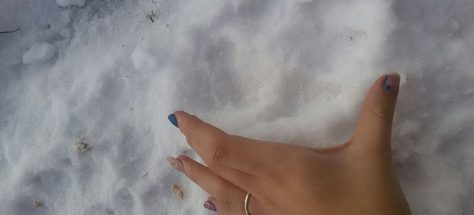 "Это не просто собака". В Сосьву выходили волки?