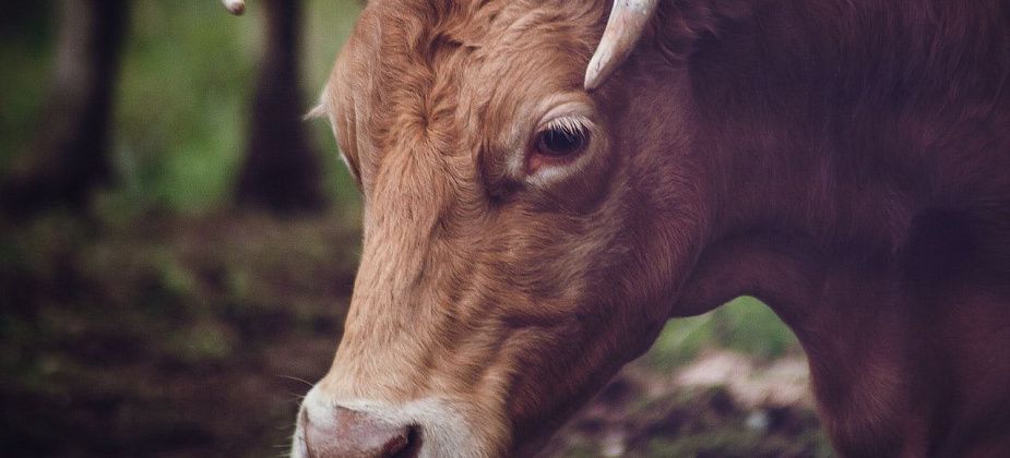 "Мужик с палкой попер на быка Митяя". Пастух рассказала о стычке серовчанина с быком