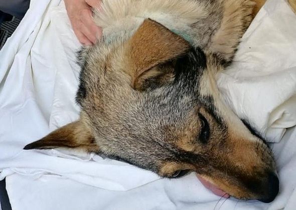 Собаку, пойманную в Серове с удавкой на шее, прооперировали в Краснотурьинске