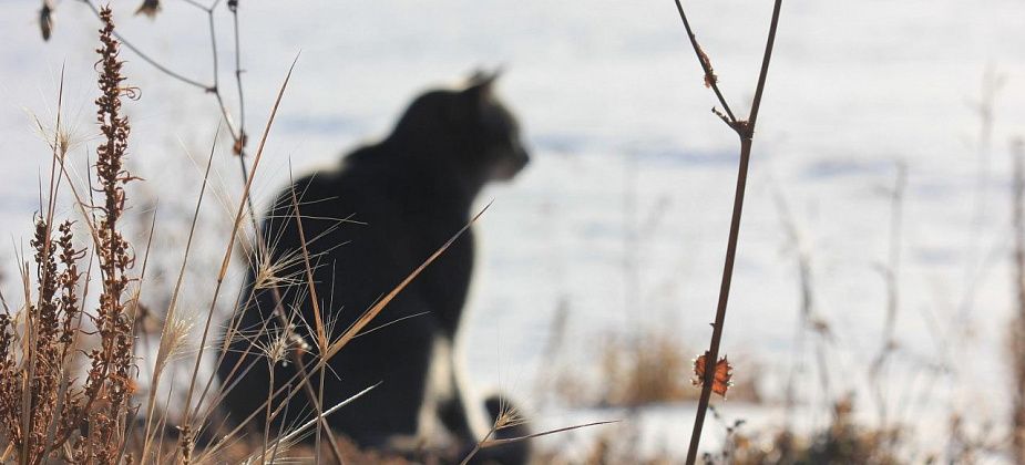 В Екатеринбурге изувеченного кота засунули в мешок и выкинули в мусор