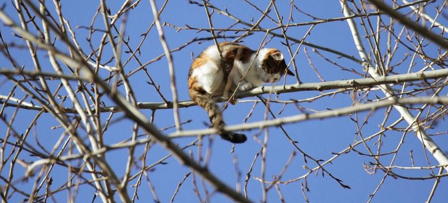 "Услышала карканье ворон". Серовчанка обеспокоена судьбой кота, который забрался на верхушку тополя