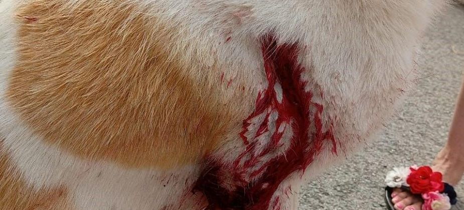 “Вижу Пятнаха - у него кровища течет”. Серовчанин с ножом напал на бездомную собаку