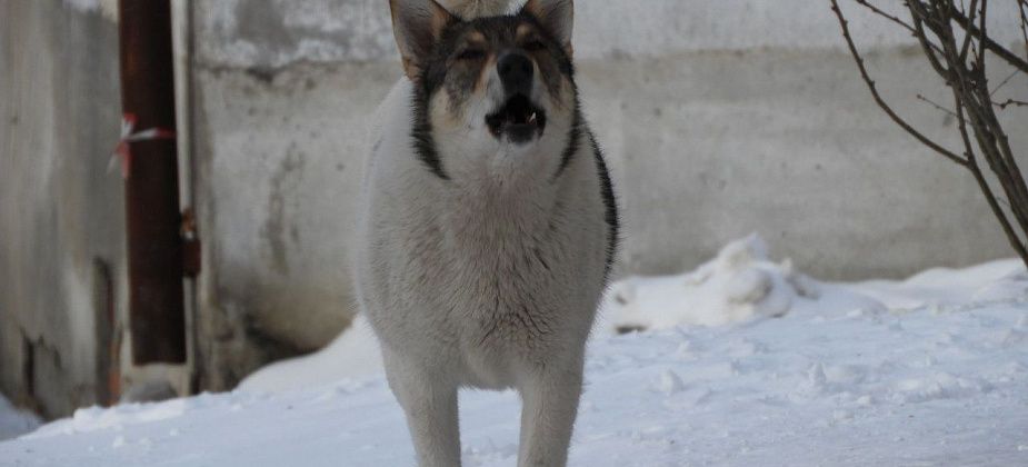Как помочь детям не бояться собак?
