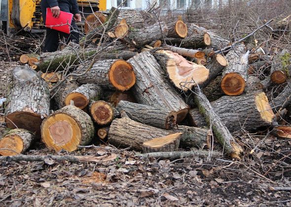 Опрос: серовчане, вас устраивает качество работ по озеленению города?
